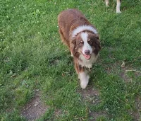 Shadow, a male Miniature Australian Shepherd for sale in Nora Springs, IA – 3 of 8