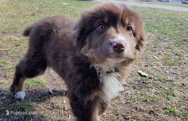 Chocolate  – Australian Shepherd, Miniature Australian Shepherd puppy for sale in Nora Springs, IA