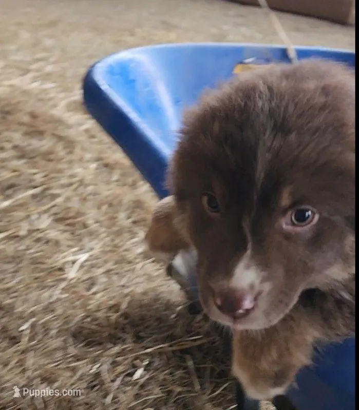 Buck , a male Australian Shepherd for sale in Nora Springs, IA – Photo 1 of 2