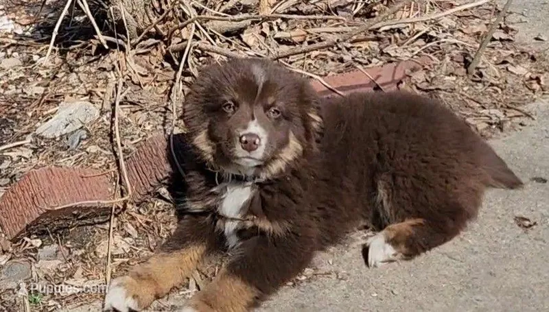 Chocolate  – Australian Shepherd, Miniature Australian Shepherd puppy for sale in Nora Springs, IA