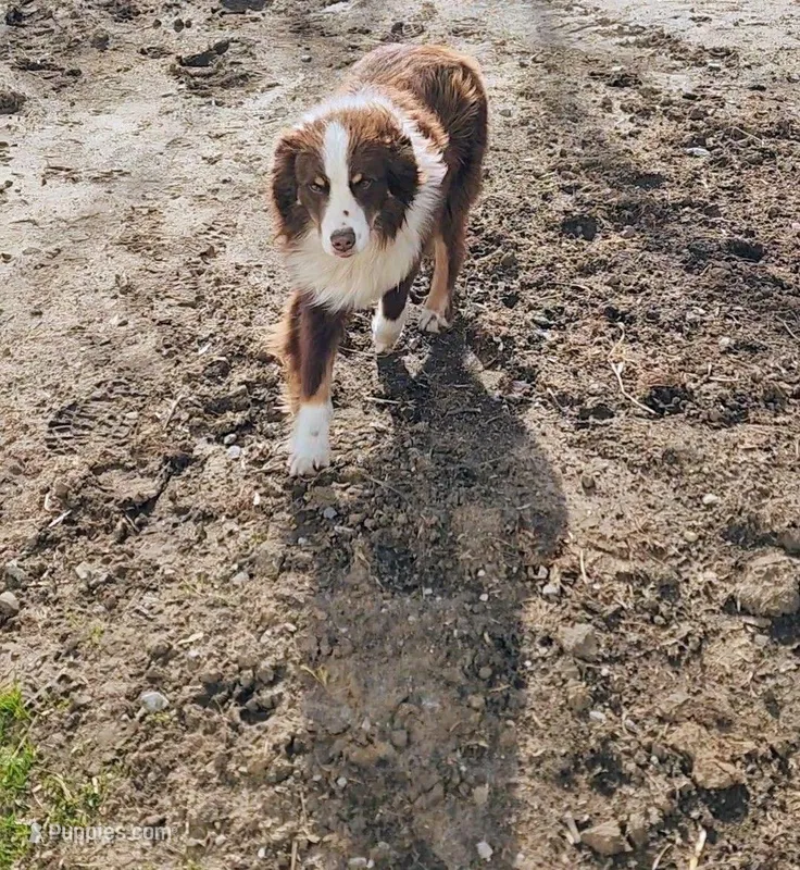 Shadow – Miniature Australian Shepherd puppy for sale in Nora Springs, IA