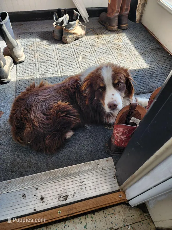 Shadow – Miniature Australian Shepherd puppy for sale in Nora Springs, IA