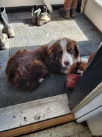 Shadow, a male Miniature Australian Shepherd for sale in Nora Springs, IA – Photo 1 of 2