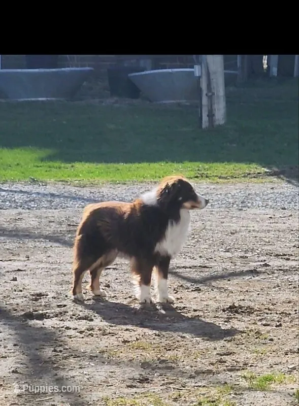 Shadow – Miniature Australian Shepherd puppy for sale in Nora Springs, IA