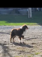 Shadow, a male Miniature Australian Shepherd for sale in Nora Springs, IA – Photo 2 of 4
