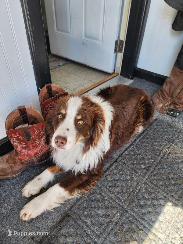 Shadow – Miniature Australian Shepherd puppy for sale in Nora Springs, IA