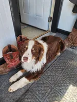 Shadow, a male Miniature Australian Shepherd for sale in Nora Springs, IA – Photo 2 of 2