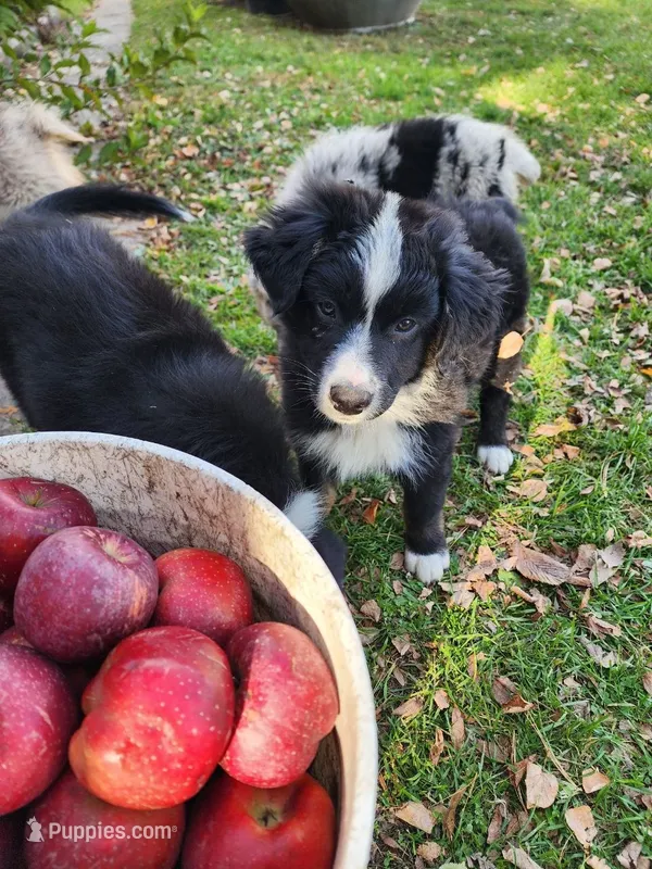 Louey – Australian Shepherd, Miniature Australian Shepherd puppy for sale in Nora Springs, IA