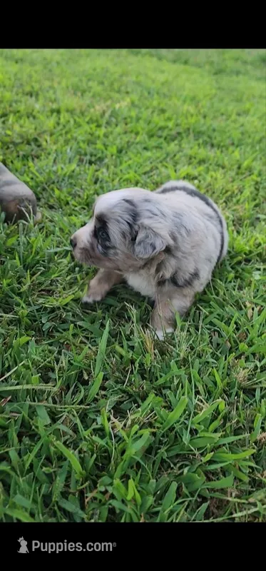 Buttercup – Australian Shepherd, Miniature Australian Shepherd puppy for sale in Nora Springs, IA