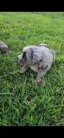 Buttercup, a female Australian Shepherd and Miniature Australian Shepherd for sale in Nora Springs, IA – 1 of 2