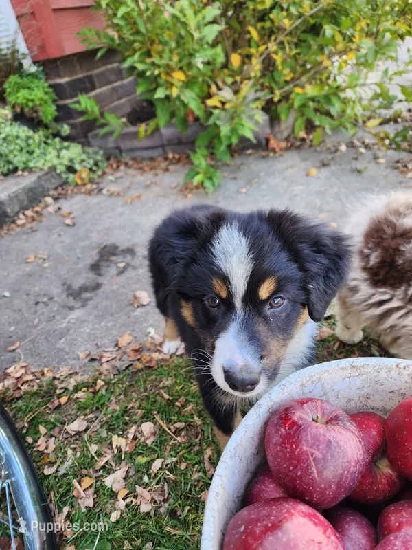 Huey – Australian Shepherd, Miniature Australian Shepherd puppy for sale in Nora Springs, IA