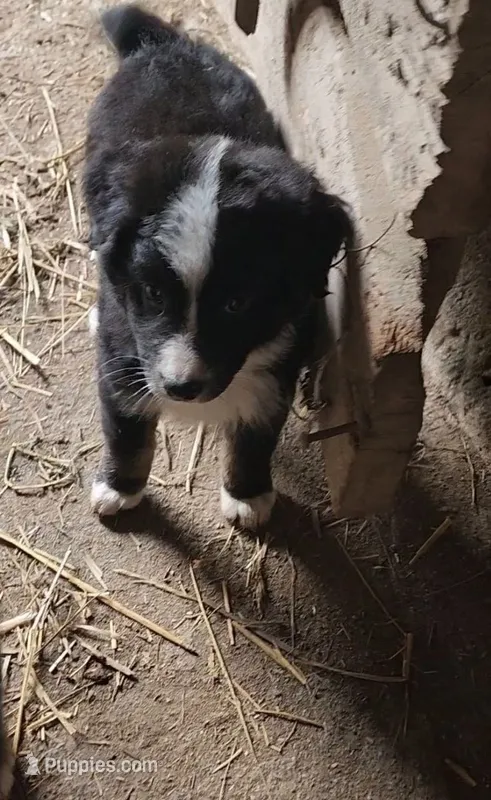 Louey – Australian Shepherd, Miniature Australian Shepherd puppy for sale in Nora Springs, IA