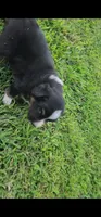 Dewey , a male Australian Shepherd and Miniature Australian Shepherd for sale in Nora Springs, IA – 2 of 2