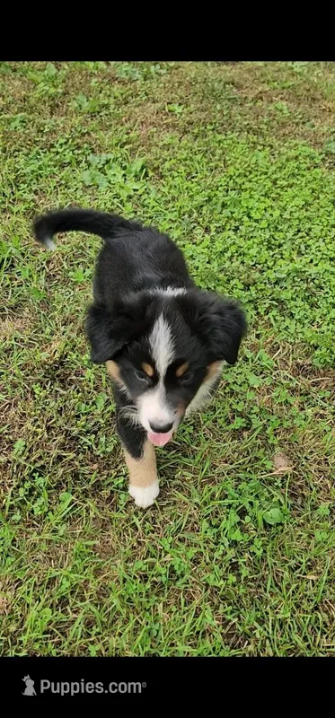 Huey – Australian Shepherd, Miniature Australian Shepherd puppy for sale in Nora Springs, IA