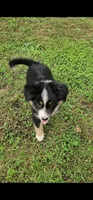 Huey, a male Australian Shepherd and Miniature Australian Shepherd for sale in Nora Springs, IA – 1 of 4