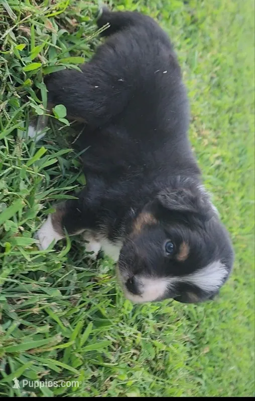 Dewey  – Australian Shepherd, Miniature Australian Shepherd puppy for sale in Nora Springs, IA