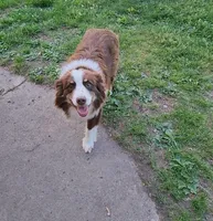 Shadow, a male Miniature Australian Shepherd for sale in Nora Springs, IA – 7 of 8