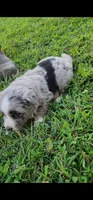 Buttercup, a female Australian Shepherd and Miniature Australian Shepherd for sale in Nora Springs, IA – 2 of 2