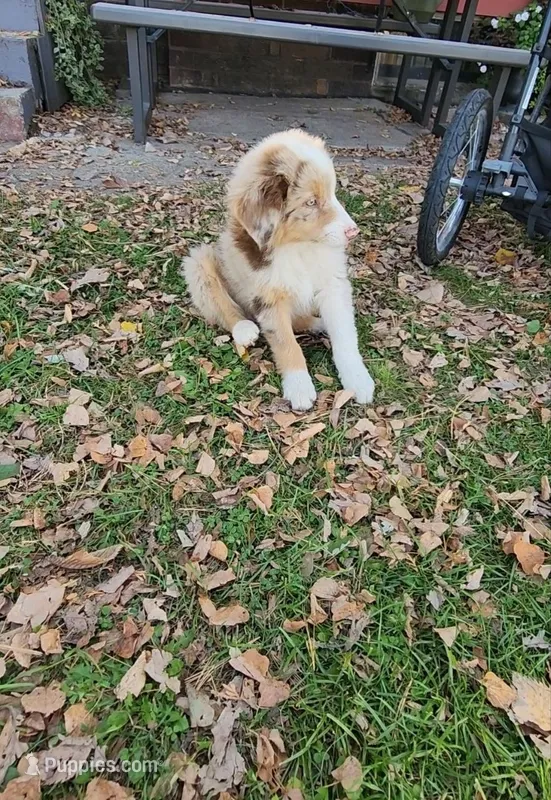 Biscuit – Australian Shepherd, Miniature Australian Shepherd puppy for sale in Nora Springs, IA