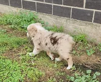 Biscuit, a male Australian Shepherd and Miniature Australian Shepherd for sale in Nora Springs, IA – 2 of 5