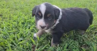 Huey, a male Australian Shepherd and Miniature Australian Shepherd for sale in Nora Springs, IA – 1 of 2