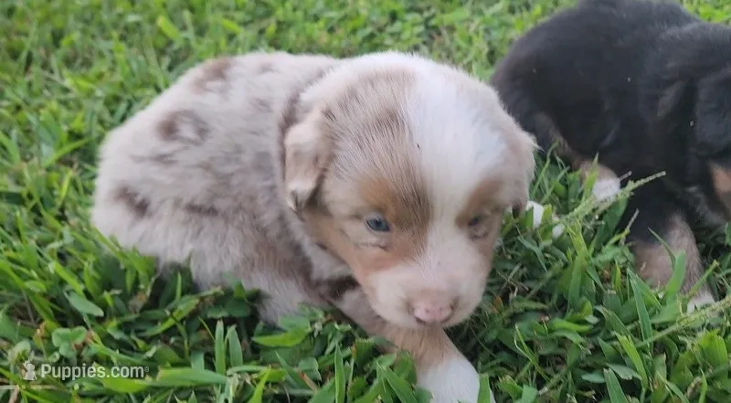 Biscuit – Australian Shepherd, Miniature Australian Shepherd puppy for sale in Nora Springs, IA