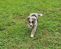 Buttercup, a female Australian Shepherd and Miniature Australian Shepherd for sale in Nora Springs, IA – 4 of 4