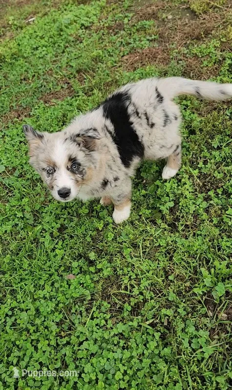 Buttercup – Australian Shepherd, Miniature Australian Shepherd puppy for sale in Nora Springs, IA
