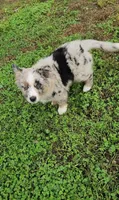 Buttercup, a female Australian Shepherd and Miniature Australian Shepherd for sale in Nora Springs, IA – 1 of 4