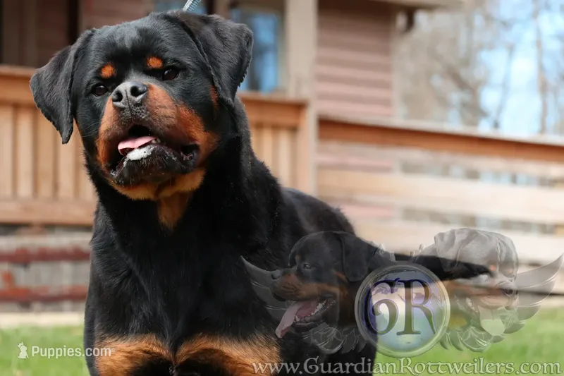 BALKAN CHAMP GUARDIAN W'SABI