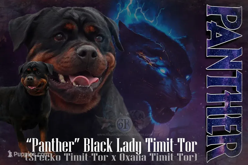 "PANTHER" BLACK LADY TIMIT-TOR
