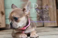 Pandora's Cinnamon, a female French Bulldog for sale in Bargersville, IN – Photo 3 of 10