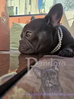Pandora's Cinnamon, a female French Bulldog for sale in Bargersville, IN – Photo 8 of 10
