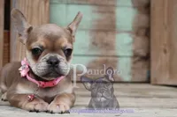 Pandora's Cinnamon, a female French Bulldog for sale in Bargersville, IN – Photo 2 of 10
