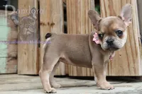Pandora's Cinnamon, a female French Bulldog for sale in Bargersville, IN – Photo 6 of 10
