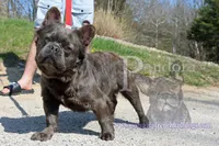 Pandora's Cinnamon, a female French Bulldog for sale in Bargersville, IN – Photo 10 of 10