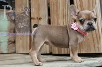 Pandora's Cinnamon, a female French Bulldog for sale in Bargersville, IN – Photo 5 of 10