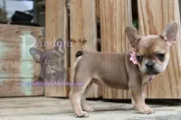 Pandora's Cinnamon, a female French Bulldog for sale in Bargersville, IN – Photo 4 of 10