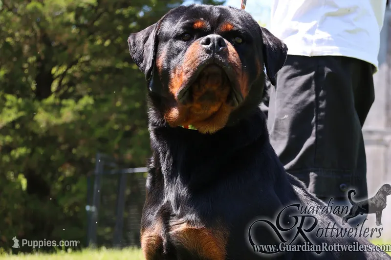 GRAND CHAMPION GUARDIAN KORRA