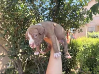 Cinnamon , a male American Pit Bull Terrier for sale in Los Angeles, CA – 2 of 5