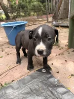 Oreo, a male American Pit Bull Terrier for sale in Los Angeles, CA – 1 of 6