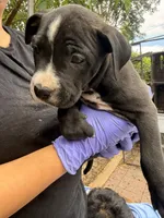 Oreo, a male American Pit Bull Terrier for sale in Los Angeles, CA – 4 of 6