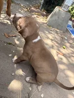 Cinnamon , a male American Pit Bull Terrier for sale in Los Angeles, CA – 4 of 5