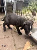 Oreo, a male American Pit Bull Terrier for sale in Los Angeles, CA – 2 of 6