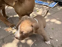 Cinnamon , a male American Pit Bull Terrier for sale in Los Angeles, CA – 3 of 5