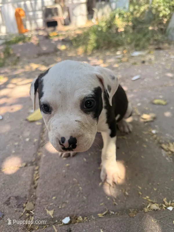 Spot – American Pit Bull Terrier puppy for sale in Los Angeles, CA