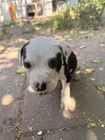 Spot, a male American Pit Bull Terrier for sale in Los Angeles, CA – 1 of 3