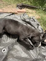 Oreo, a male American Pit Bull Terrier for sale in Los Angeles, CA – 5 of 6