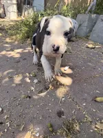 Spot, a male American Pit Bull Terrier for sale in Los Angeles, CA – 3 of 3