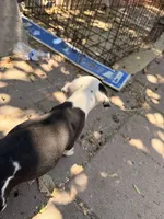 Spot, a male American Pit Bull Terrier for sale in Los Angeles, CA – 2 of 3